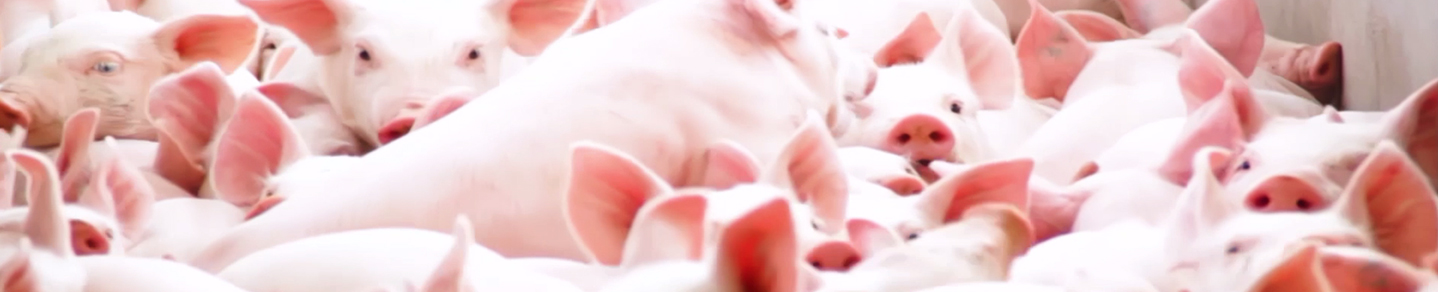 山东3118云顶集团科技股份有限公司官方网站